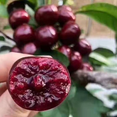 新鲜水果应季批发山东烟台美早大樱桃车厘子2/3/5斤 支持一件代发图4
