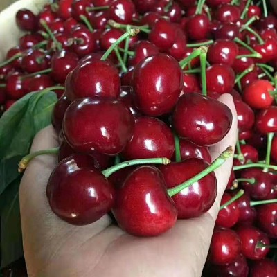 新鲜水果应季批发山东烟台美早大樱桃车厘子2/3/5斤 支持一件代发图3