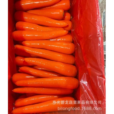 山东种植基地常年大量供应保鲜胡萝卜S M L 2L 3L图5