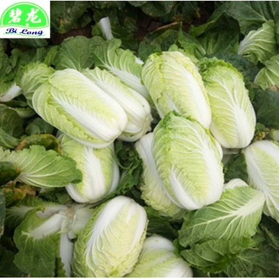 常年大量供应产地新鲜大白菜白萝卜胡萝卜西芹西蓝花图2