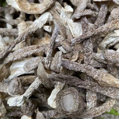 鹿茸菌菇批发食用菌干货蘑菇 酒店食材农产品厂家特产500g图2