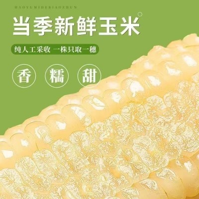 正宗东北非转基因软糯甜白糯玉米独立真空包装糯米新鲜糯玉米棒2件图3