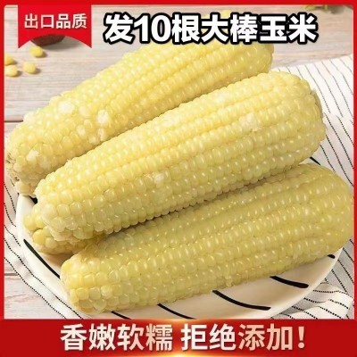 正宗东北非转基因软糯甜白糯玉米独立真空包装糯米新鲜糯玉米棒2件图2