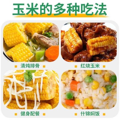 批发粘玉米新鲜糯玉米甜糯玉米棒真空非转基因白糯5支10支苞米2件图5