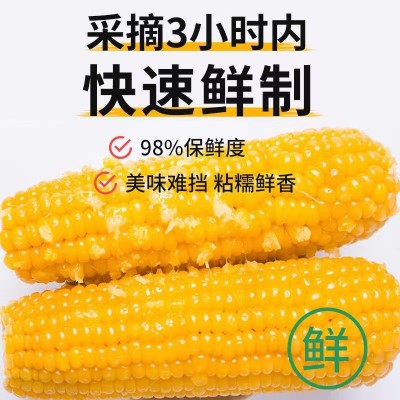 批发粘玉米新鲜糯玉米甜糯玉米棒真空非转基因白糯5支10支苞米2件图3