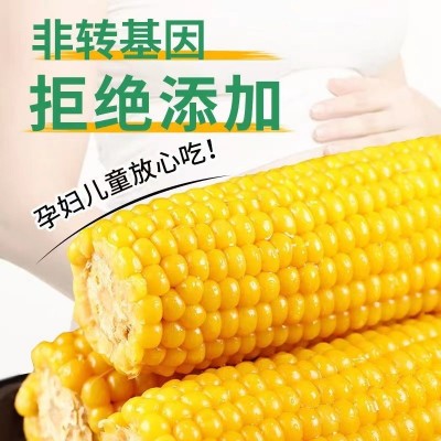 批发粘玉米新鲜糯玉米甜糯玉米棒真空非转基因白糯5支10支苞米2件图2