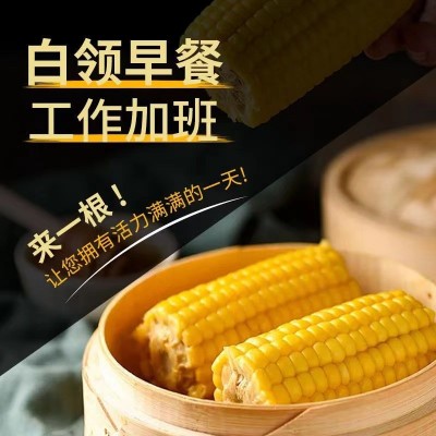 批发粘玉米新鲜糯玉米甜糯玉米棒真空非转基因白糯5支10支苞米2件图4