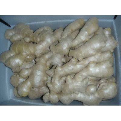 供应出口风干姜，air dried ginger,china ginger,鲜姜