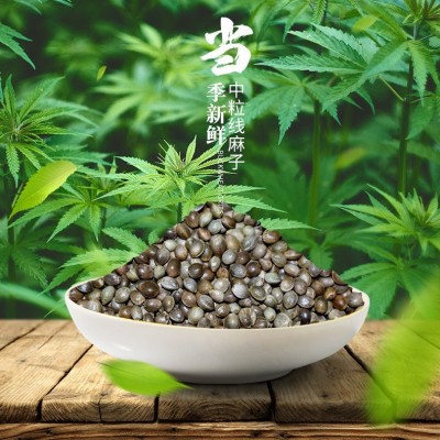 中粒小粒线麻子火麻 厂家直销批发