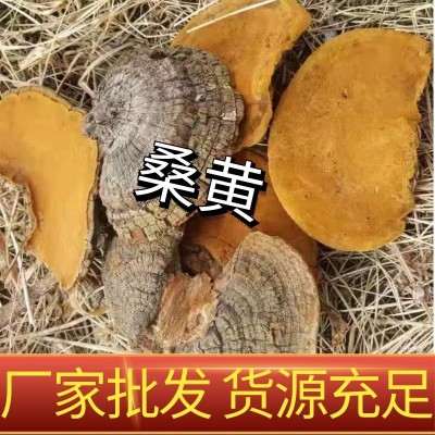 桑黄野生长白山桑黄正品特级桑树桑黄土特产品桦褐孔菌桦树茸批发