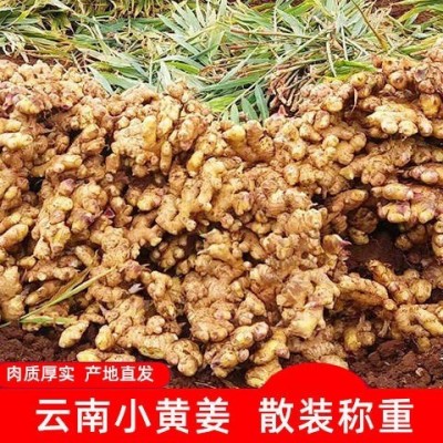 云南农产品小黄姜 生姜月子姜仔姜单柄50g-150g新姜