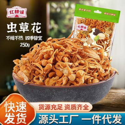 虫草花干货250g孢子头无硫北虫草煲汤材料新鲜蛹金虫草批发